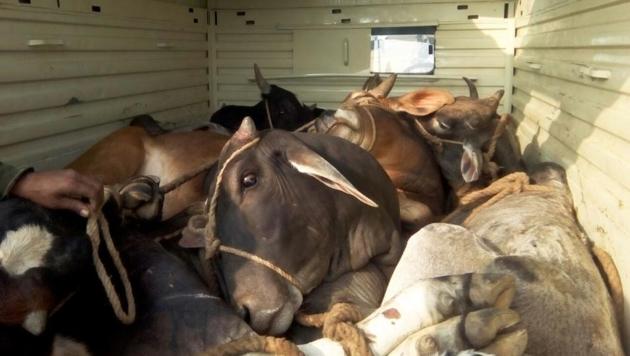 On Saturday, the police had rescued 17 cows from a truck at the Jaisinghpur Khera border on NH-8.