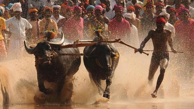The annual sport, held from November to March, involves a pair of buffaloes tied to the plough and anchored by one person. They are made to run in parallel muddy tracks in a competition in which the fastest team wins. (HT file photo)