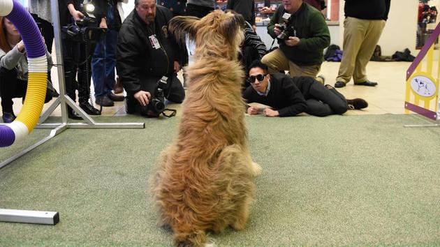 Members of the media photograph a Berger Picard during a press conference by the Westminster Kennel Club January 30 in New York to show off the new breeds eligible to compete in the 141st Westminster Kennel Club Dog Show. The three new breeds eligible to compete in the 141st Westminster Kennel Club Dog Show on February 13 and 14 are, the American Hairless Terrier, the Pumi, and the Sloughi. (TIMOTHY A CLARY / AFP) Members of the media photograph a Berger Picard during a press conference by the Westminster Kennel Club January 30 in New York to show off the new breeds eligible to compete in the 141st Westminster Kennel Club Dog Show. The three new breeds eligible to compete in the 141st Westminster Kennel Club Dog Show on February 13 and 14 are, the American Hairless Terrier, the Pumi, and the Sloughi. (TIMOTHY A CLARY / AFP)