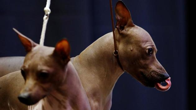 An American Hairless Terrier licks it's nose after being introduced as one of the new breeds allowed to compete in this year's Westminster Kennel Club dog show. (Lucas Jackson / REUTERS) An American Hairless Terrier licks it's nose after being introduced as one of the new breeds allowed to compete in this year's Westminster Kennel Club dog show. (Lucas Jackson / REUTERS)
