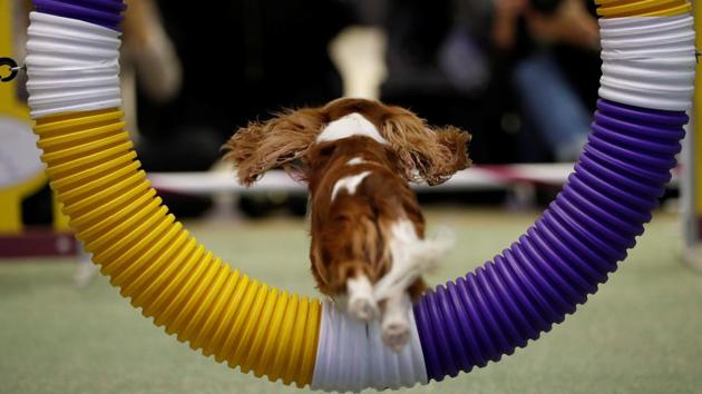 A Cavalier King Charles Spaniel jumps through a hoop during a demonstration of the types of agility tests that will be in this year's Westminster Kennel Club dog show in New York. (Lucas Jackson / REUTERS) A Cavalier King Charles Spaniel jumps through a hoop during a demonstration of the types of agility tests that will be in this year's Westminster Kennel Club dog show in New York. (Lucas Jackson / REUTERS)