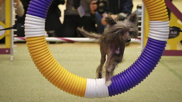 Morgan, 14, a 12-time agility champion Chinese Crested breed, performs during a press conference in New York. Morgan will compete in the Masters Agility Championship during the 141st Westminster Kennel Club Dog Show at Madison Square Garden. (Bebeto Matthews / AP) Morgan, 14, a 12-time agility champion Chinese Crested breed, performs during a press conference in New York. Morgan will compete in the Masters Agility Championship during the 141st Westminster Kennel Club Dog Show at Madison Square Garden. (Bebeto Matthews / AP)
