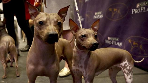 Candy, 2, left, Rodney, 7, centre, and Johnny, 2, three American Hairless Terrier breeds owned by Virginia's Sue Medhurst are shown at a news conference in New York. The dogs are among three new breeds competing in the Westminster Kennel Club Dog Show at Madison Square Garden. (Bebeto Matthews / AP) Candy, 2, left, Rodney, 7, centre, and Johnny, 2, three American Hairless Terrier breeds owned by Virginia's Sue Medhurst are shown at a news conference in New York. The dogs are among three new breeds competing in the Westminster Kennel Club Dog Show at Madison Square Garden. (Bebeto Matthews / AP)