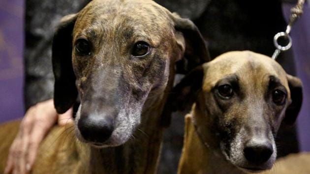 Toby, 5, left, and Izzy, 4, both Sloughi breed from Illinois owners, are shown at a press conference in New York. The dogs are among three new breeds competing in the 141st Westminster Kennel Club Dog Show at Madison Square Garden on February 13-14. (Bebeto Matthews / AP) Toby, 5, left, and Izzy, 4, both Sloughi breed from Illinois owners, are shown at a press conference in New York. The dogs are among three new breeds competing in the 141st Westminster Kennel Club Dog Show at Madison Square Garden on February 13-14. (Bebeto Matthews / AP)