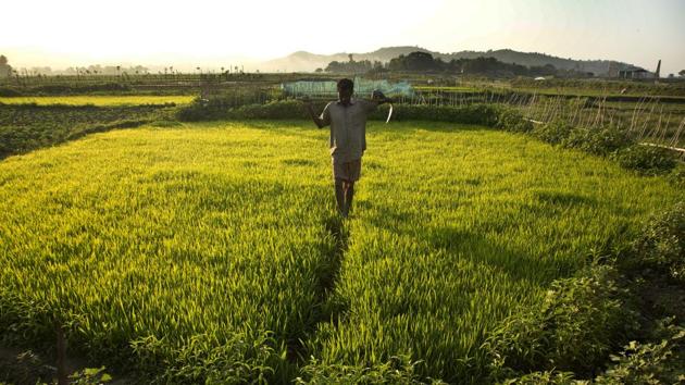 An Indian farmer returns after working in a field on the outskirts of Gauhati, India, Thursday, Dec. 29, 2016. More than 70 percent of India's 1.25 billion citizens rely on agriculture for survival. (AP Photo) An Indian farmer returns after working in a field on the outskirts of Gauhati, India, Thursday, Dec. 29, 2016. More than 70 percent of India's 1.25 billion citizens rely on agriculture for survival. (AP Photo)