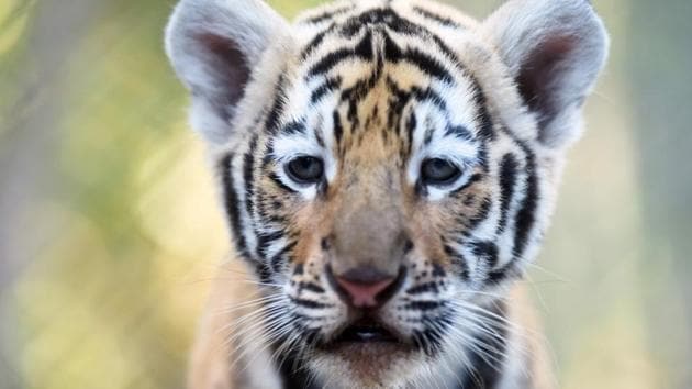 The Bengal Tiger is one of the largest species of tigers in the world. (Marvin RECINOS / AFP) The Bengal Tiger is one of the largest species of tigers in the world. (Marvin RECINOS / AFP)