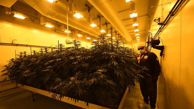 A member of the Italian Military's Cannabis Project Team works in the growing room of Marijuana and inspects pristine plant buds destined to be cut and dried into a version of the drug for medical use, on January 27, 2017 at the Chemical and Pharmaceutical institute (ICFM) in Florence. An estimated 2,000-3,000 Italians currently use medical cannabis for purposes such as relief from multiple sclerosis pain or combatting nausea after chemotherapy. Italy's guidelines also highlight its possible use for glaucoma and in helping to restore the appetite of anorexia and HIV patients. / AFP PHOTO / FILIPPO MONTEFORTE (AFP) A member of the Italian Military's Cannabis Project Team works in the growing room of Marijuana and inspects pristine plant buds destined to be cut and dried into a version of the drug for medical use, on January 27, 2017 at the Chemical and Pharmaceutical institute (ICFM) in Florence. An estimated 2,000-3,000 Italians currently use medical cannabis for purposes such as relief from multiple sclerosis pain or combatting nausea after chemotherapy. Italy's guidelines also highlight its possible use for glaucoma and in helping to restore the appetite of anorexia and HIV patients. / AFP PHOTO / FILIPPO MONTEFORTE (AFP)
