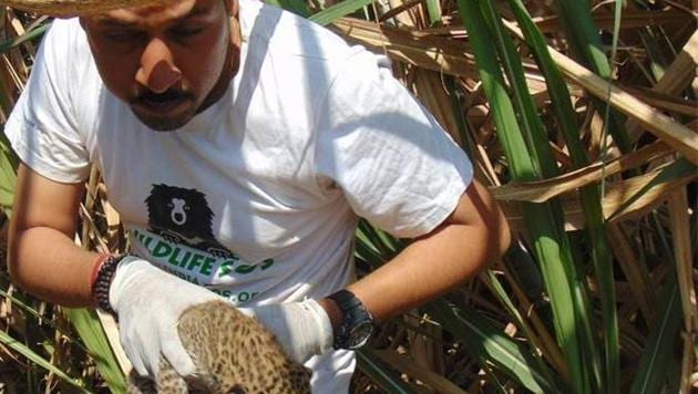 An official brings out a cub from the sugarcane field. (Wildlife SOS) An official brings out a cub from the sugarcane field. (Wildlife SOS)
