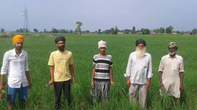 What surprises farmers is the government’s inability to fix their main problem: Assured marketing of crops other than wheat and paddy. (HT Representative Image) What surprises farmers is the government’s inability to fix their main problem: Assured marketing of crops other than wheat and paddy. (HT Representative Image)