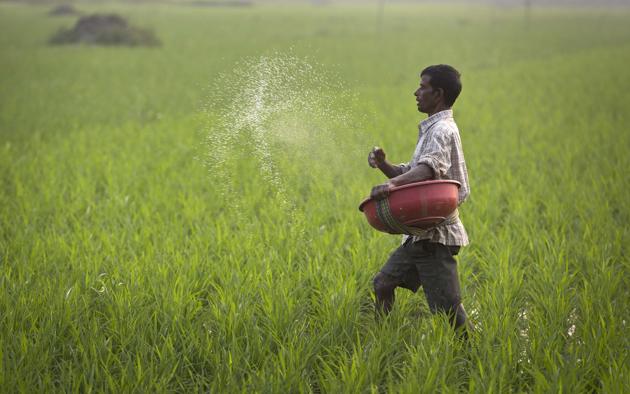 An Indian farmer sprays fertilizer in his paddy field in Roja Mayong village, east of Gauhati, India. (AP) An Indian farmer sprays fertilizer in his paddy field in Roja Mayong village, east of Gauhati, India. (AP)