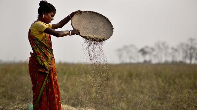 An Indian woman separates mustard seeds from the husk in a paddy field in Roja Mayong village, east of Guwahati on Feb 1.(AP Photo)
