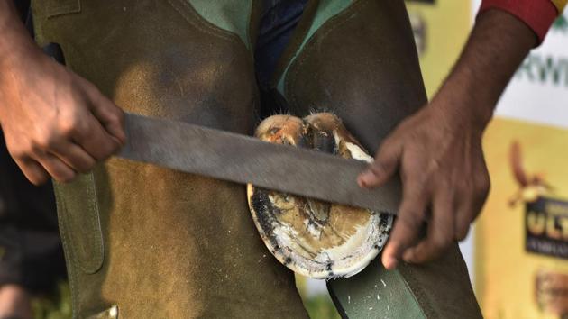 Farrier Saheb Babu gets to work at Mahalaxmi Racecourse in Mumbai. A farrier is a smith who shoes horses. (Anshuman Poyrekar/HT PHOTO)