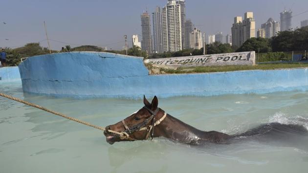 You can take this horse to the water. (Anshuman Poyrekar/HT PHOTO)