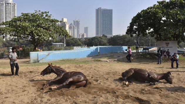 Derby horses have a mud bath as part of their exercise regimen. (Anshuman Poyrekar/HT PHOTO)