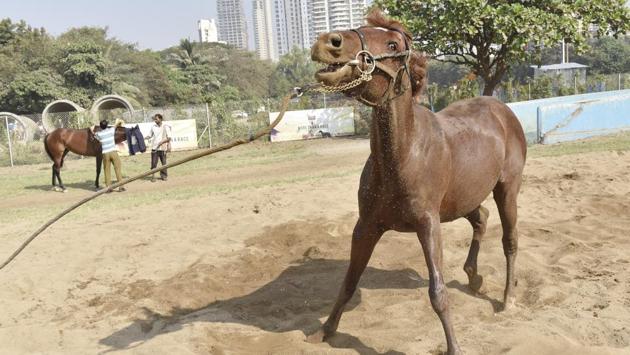 A horse seems to be having fun during its exercise regimen. (Anshuman Poyrekar/HT PHOTO)