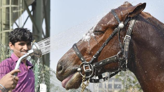On the horse’s mouth. This animal is all cool during its exercise routine. (Anshuman Poyrekar/HT PHOTO)