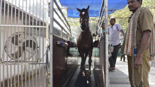 This racehorse is ready for the course. (Anshuman Poyrekar/HT PHOTO)