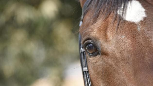 The eye of the horse: This competitor seems set for the race. (Anshuman Poyrekar/HT PHOTO)