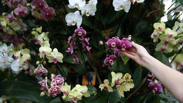 Orchid display at the Royal Botanic Gardens in Kew, west London. (AFP photo) Orchid display at the Royal Botanic Gardens in Kew, west London. (AFP photo)