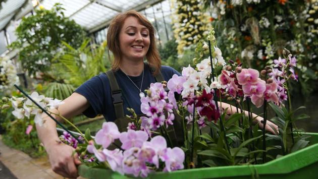 An employee carries wild orchids during the Orchid Festival. (AFP photo) An employee carries wild orchids during the Orchid Festival. (AFP photo)