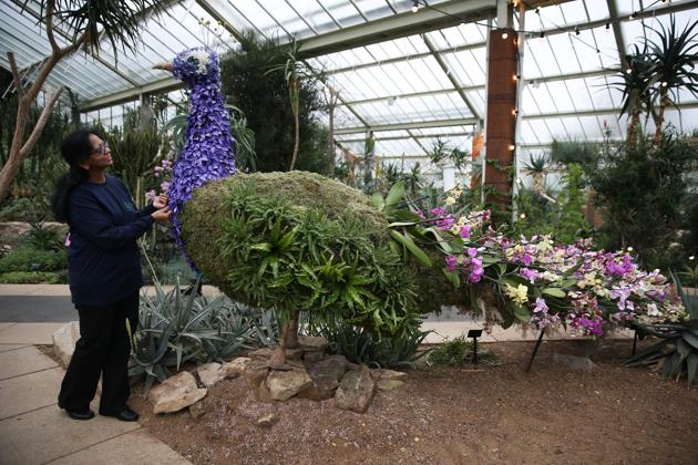 An employee poses next to a peacock display. (AFP photo) An employee poses next to a peacock display. (AFP photo)