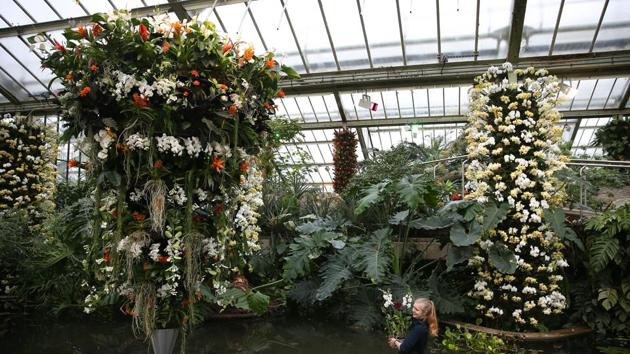 Orchid display at the Royal Botanic Gardens in Kew, west London. (AFP photo) Orchid display at the Royal Botanic Gardens in Kew, west London. (AFP photo)
