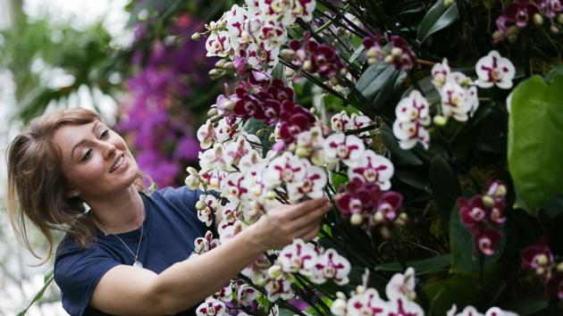 An employee poses with an orchid display during the Orchid Festival. (AFP photo) An employee poses with an orchid display during the Orchid Festival. (AFP photo)