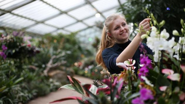 An employee poses with an orchid display at the Royal Botanic Gardens in Kew, west London. Orchids and plants unique to India have been placed in the context of their role in Indian culture, religion and everyday life, and marks one of the first cultural events during the India-UK Year of Culture. ( AFP photo) An employee poses with an orchid display at the Royal Botanic Gardens in Kew, west London. Orchids and plants unique to India have been placed in the context of their role in Indian culture, religion and everyday life, and marks one of the first cultural events during the India-UK Year of Culture. ( AFP photo)