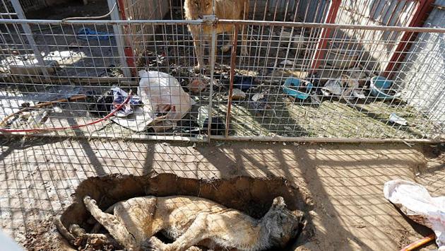 A starved lion in its cage looks at a dead lioness in a grave at Mosul's zoom in Iraq. Many of the zoo’s monkeys, rabbits and other animals died during IS’ occupation. (Reuters photo) A starved lion in its cage looks at a dead lioness in a grave at Mosul's zoom in Iraq. Many of the zoo’s monkeys, rabbits and other animals died during IS’ occupation. (Reuters photo)