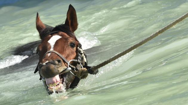 A derby horse enjoys a swim as part of its exercise regimen at the Mahalaxmi Racecourse in Mumbai. (Anshuman Poyrekar/HT PHOTO)
