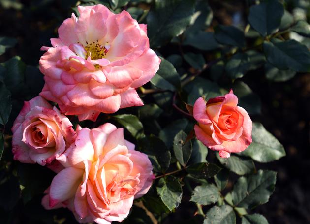 Montezuma flower. The Gardens includes roses named after Mother Teresa, Arjun, Bhim, Raja Ram Mohan Roy, Jawahar and Dr. B.P. Pal. Roses with names of international celebrities include John F. Kennedy, Queen Elizabeth, Mr. Lincoln and Montezuma. (Sonu Mehta/HT PHOTO) 
