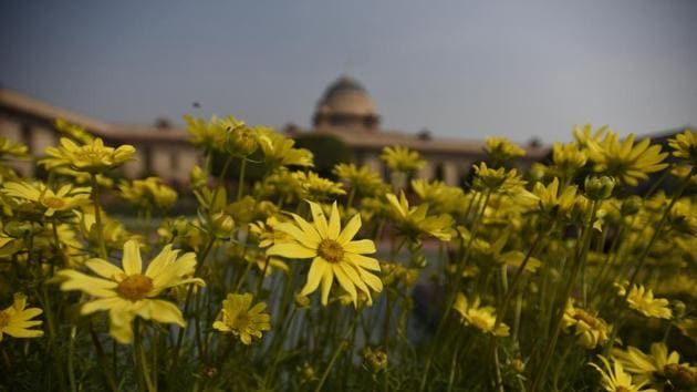 Helianthus commonly known as Sunflower at display in Mughal gardens. The Mughal Gardens of Rashtrapati Bhavan is one of the most beautiful gardens of the world. (Sonu Mehta/HT PHOTO) 