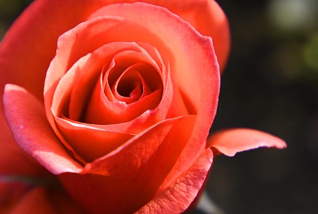 Modern art flower at Mughal Gardens. Roses are central to the fame of Mughal Gardens and a permanent feature throughout the year. The garden has more than 120 celebrated varieties of roses. (Sonu Mehta/HT PHOTO) 
