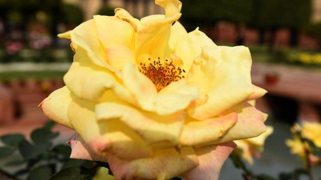 Edging and bordering of flower beds is done with Alyssum, Daisy, Pansy, etc. Under the Roses are also grown Alyssum, Pansies and Viola. (Sonu Mehta/HT PHOTO) 