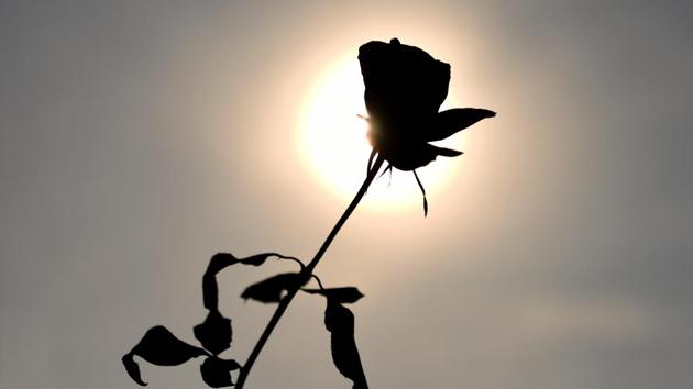 The special roses include Green Rose and Angelique. 40 fragrant varieties include Belami, Black Lady, Double Delight, Eiffel Tower, Granada, Jadis, Mr. Lincoln, Sadabahar, Taj Mahal etc. (Sonu Mehta/HT PHOTO) 