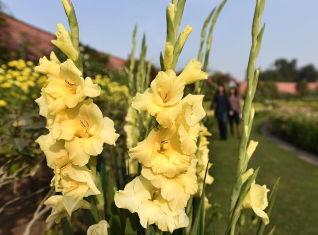 The flowers are massed irregularly with respect to their height and grouped in colour combinations to produce harmonious, natural and pleasing effect. (Sonu Mehta/HT PHOTO) 