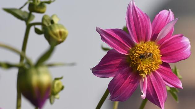 More than 70 varieties of seasonal flowers can be seen in the Mughal Gardens. In winter, the garden is replete with a number of annuals that have to compete with each other to find a place. (Sonu Mehta/HT PHOTO) 