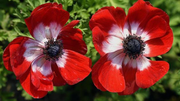 Dwarf annuals like Calendula, Antirrhinum, Alyssum, Dimorphotheca, Eschscholzia (Californian Poppy), Larkspur, Gaznia, Gerbera, Godetia, Linaria, Mesembryanthemum, Portulaca, Brachycome, Metrucaria, Verbena, Viola, Pansy and Stock grow well in flower beds. (Sonu Mehta/HT PHOTO) 