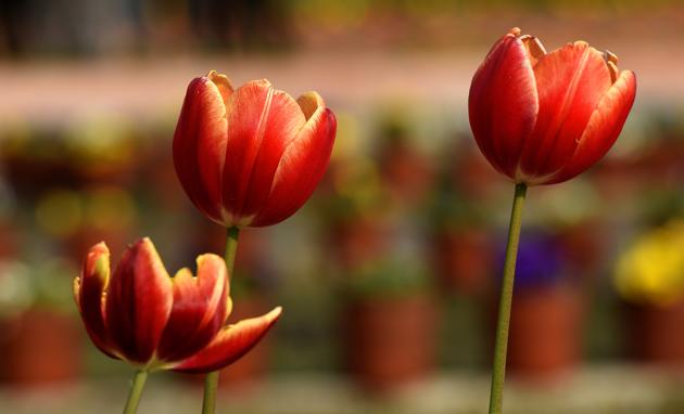 ‘Tulips’ and ‘Cyclamen’ valued for their splendid colors are also important attractions of the Mughal Garden. (Sonu Mehta/HT PHOTO) 