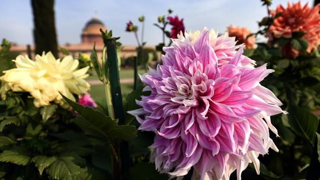 Dahlia flower. The Circular Garden contains 30 varieties of seasonal flowers including Dahlias which are around 8 feet high and go along the circular wall of the Garden. (Sonu Mehta/HT PHOTO) 