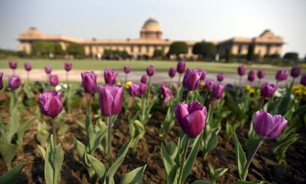 Tulips on display. If the Rashtrapati Bhavan is a masterpiece of architecture, the 15-acre Mughal Garden is considered its soul. (Sonu Mehta/HT PHOTO) 