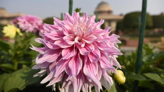 Other annuals that are grown include Dahlia, Aster, Carnation, Chrysanthemum, Clarkia, Lupin, Marigold, Nemesia, Poppy, Stock, Salvia, Cosmos, Linum, Sweet Pea, Cineraria, Sweet William etc. (Sonu Mehta/HT PHOTO) 