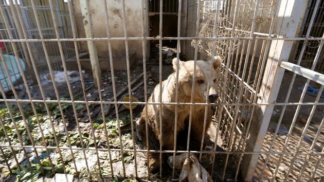 A bear in a cage of Nour Park at Mosul's zoo. When the military advanced into Mosul, the Nour Park, which had been home to a range of animals from monkeys to horses, was transformed into an Islamic State staging ground for attacks on Iraqi troops. (Reuters photo) A bear in a cage of Nour Park at Mosul's zoo. When the military advanced into Mosul, the Nour Park, which had been home to a range of animals from monkeys to horses, was transformed into an Islamic State staging ground for attacks on Iraqi troops. (Reuters photo)