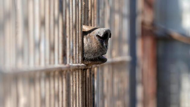 A bear in a cage of Nour Park at Mosul's zoo. Neighbours had been feeding the animals, but when the fighting became too fierce, they could not leave their homes. Some of the animals starved to death. Others escaped or were killed in the fighting. (REUTERS photo) A bear in a cage of Nour Park at Mosul's zoo. Neighbours had been feeding the animals, but when the fighting became too fierce, they could not leave their homes. Some of the animals starved to death. Others escaped or were killed in the fighting. (REUTERS photo)