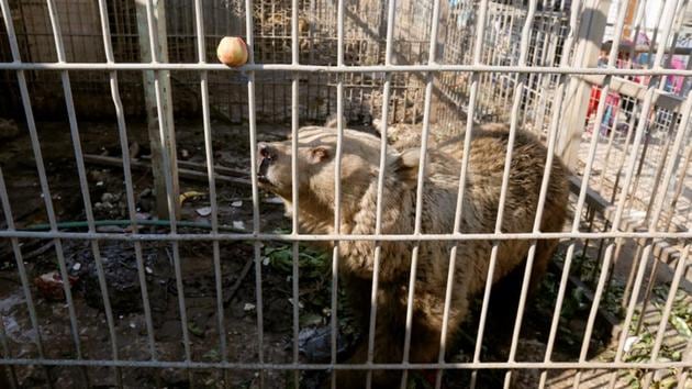 A bear in a cage at Nour Park at Mosul's zoo. (REUTERS photo) A bear in a cage at Nour Park at Mosul's zoo. (REUTERS photo)