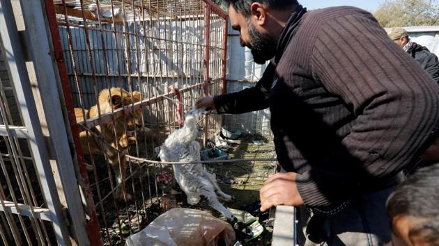 A volunteer feeds a lion at Nour Park in Mosul's zoo. Saif al-Bassef, a volunteer sent by the Kurdistan Organisation for Animal Rights, brought the first substantial food for a month. (REUTERS photo) A volunteer feeds a lion at Nour Park in Mosul's zoo. Saif al-Bassef, a volunteer sent by the Kurdistan Organisation for Animal Rights, brought the first substantial food for a month. (REUTERS photo)