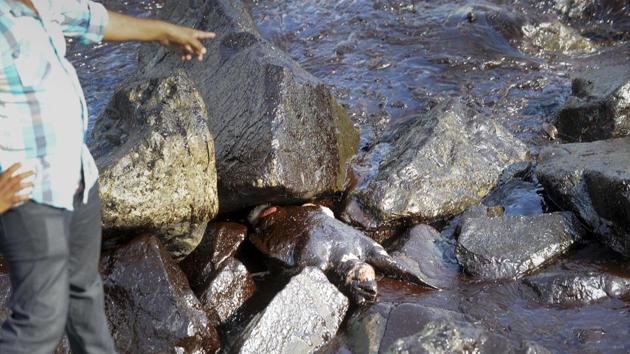 Turtles wash ashore along the Ernavoor Shore in North Chennai. 
