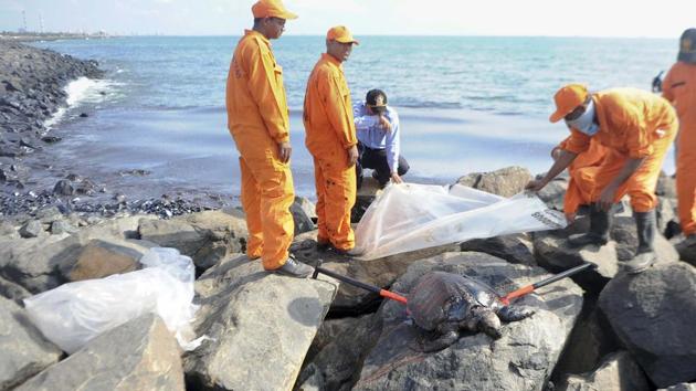 Members of the Pollution Response Team of the Indian Coast Guard pull out a dead turtle at the Ennore coast. Environmentalists fear the massive oil spill will have a long-term impact on the marine life than previously believed. 