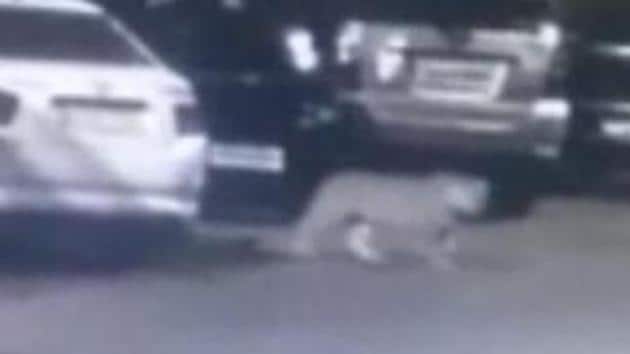 The first sighting was on January 22, when a CCTV camera filmed a leopard in the area.(CCTV camera footage)