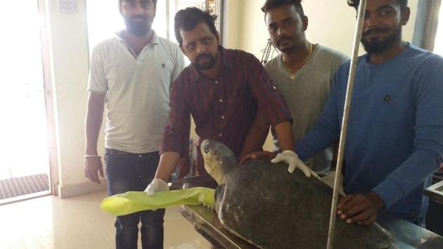 Dr Dinesh Vihnerkar (second from left) shows the fiberglass flipper attached to an Olive Ridley turtle.(Anirudh Patil) Dr Dinesh Vihnerkar (second from left) shows the fiberglass flipper attached to an Olive Ridley turtle.(Anirudh Patil)